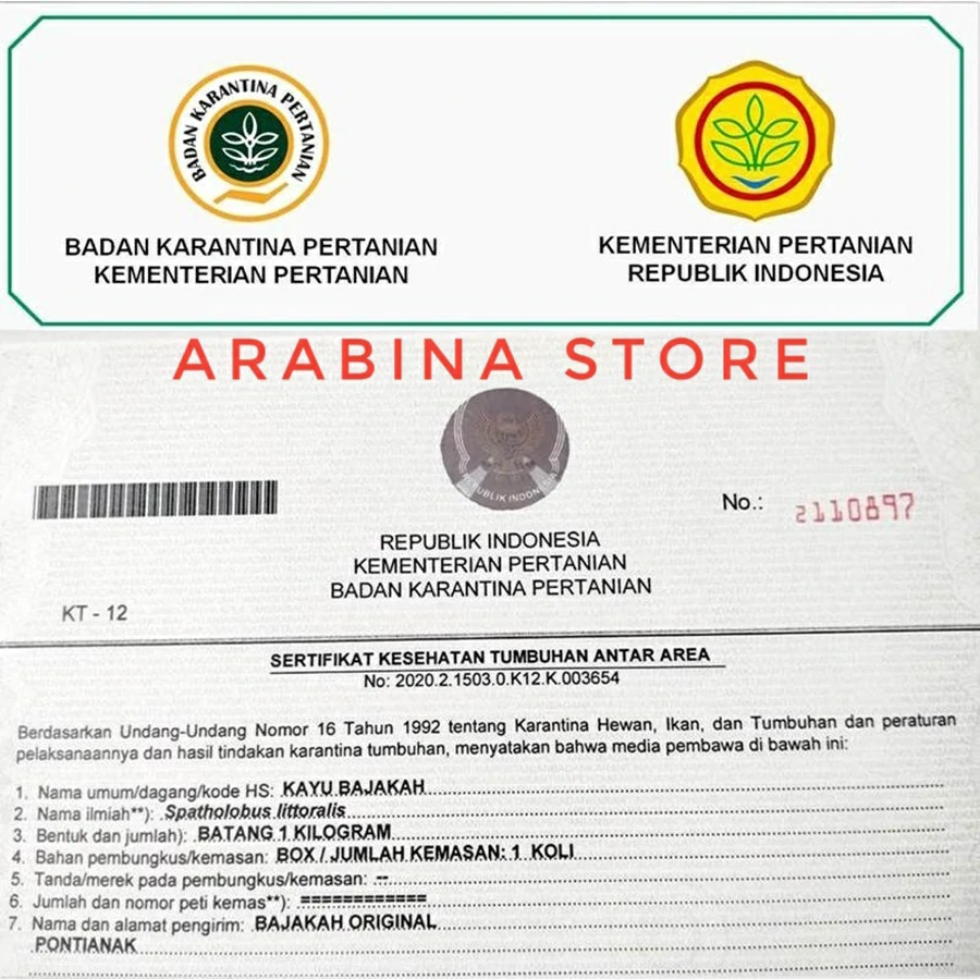Arabina Bajakah Kalimantan Kapsul Asli 100% Original Tanpa Campuran Praktis - Image 9